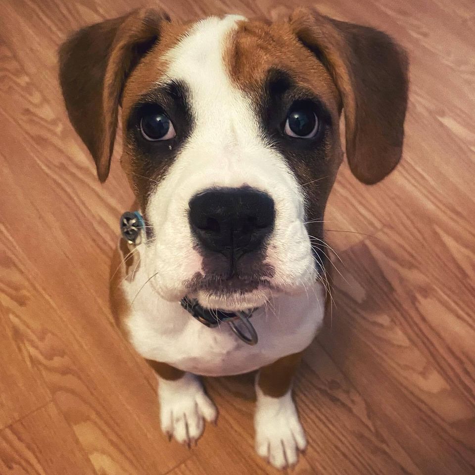 Maple boxer