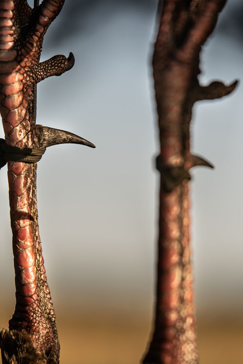 43ab7e2d a13b 48d7 b84f 78040bb5cd83 1 105 c