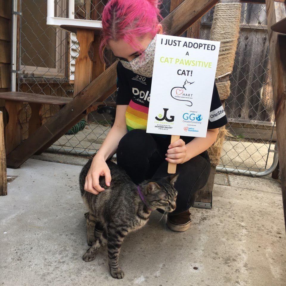 Catpawsitive 2