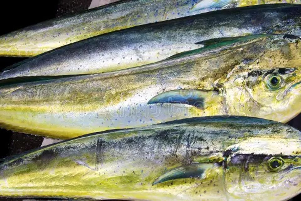 Mahi mahi open