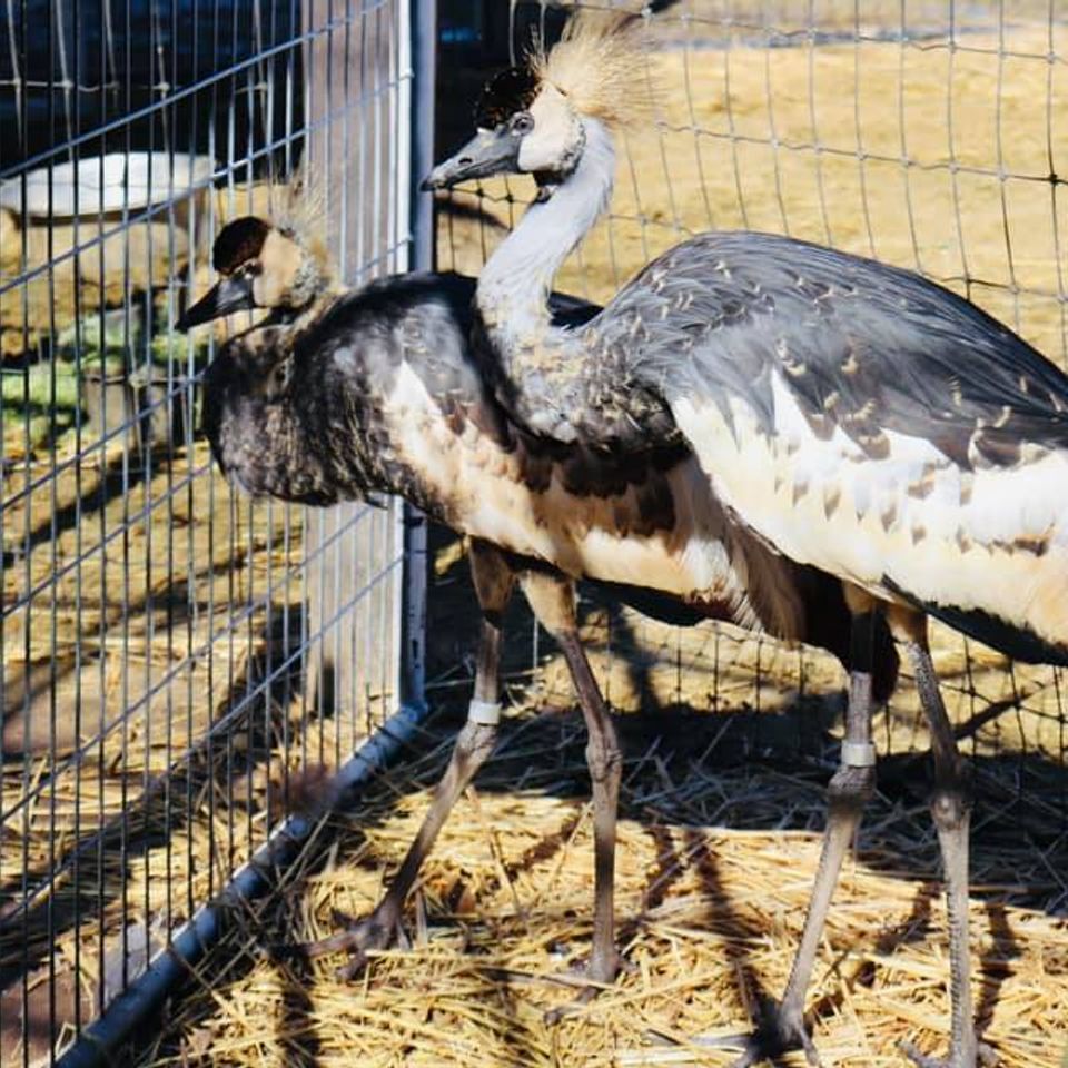 East african cranes (tom   jerry)
