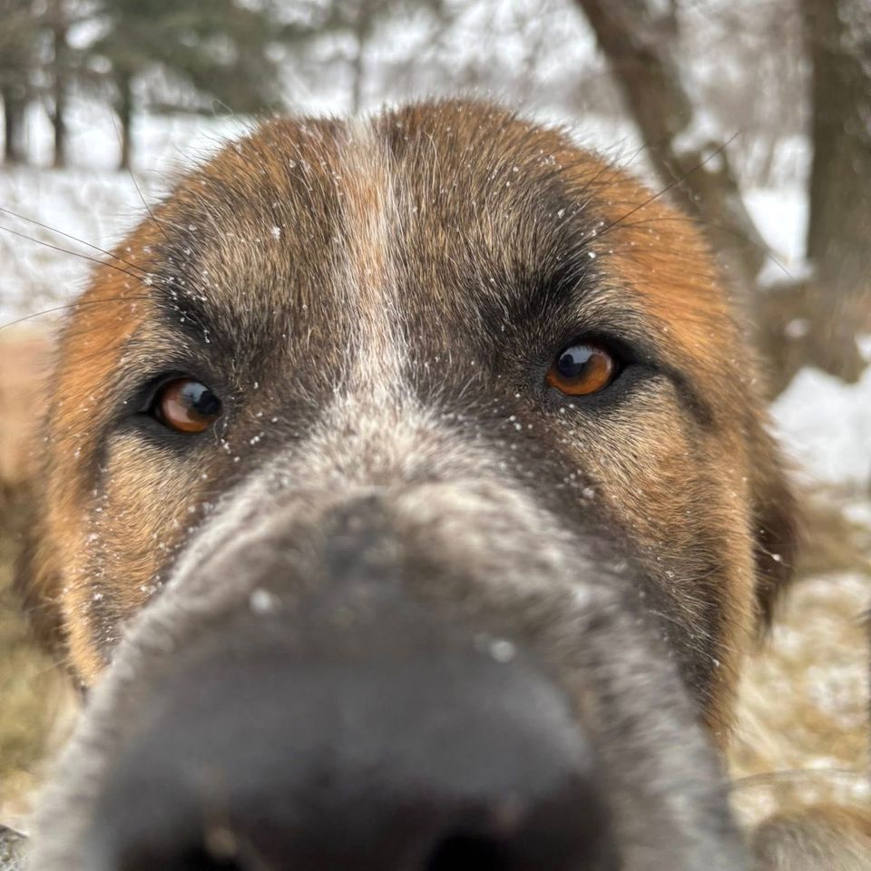 Howdy from the pup