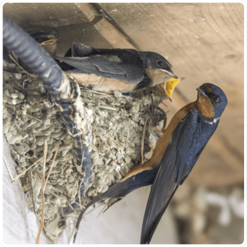 Wildlife birds