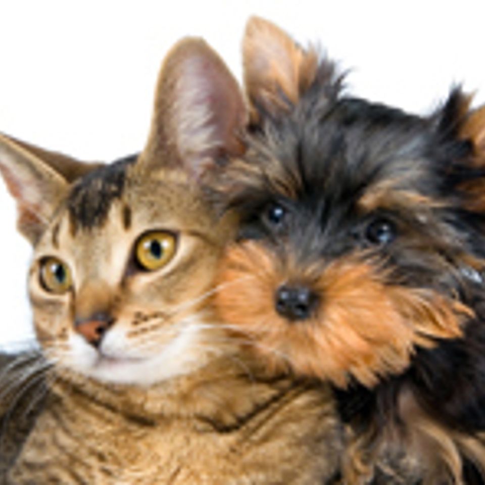 Pets country inn20160509 8205 olz1lr