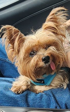 Frankie
