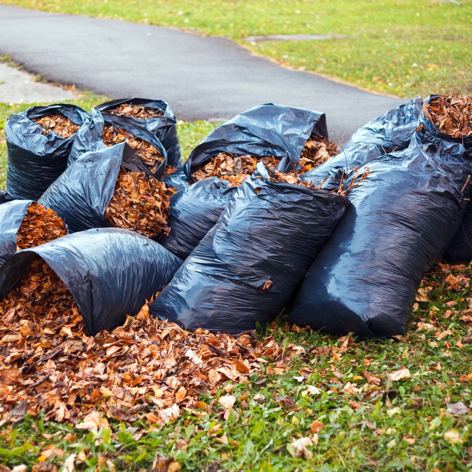 Yellow and brown foliage is collected in several black plastic garbage bags and scattered on the green grass stands under a tree