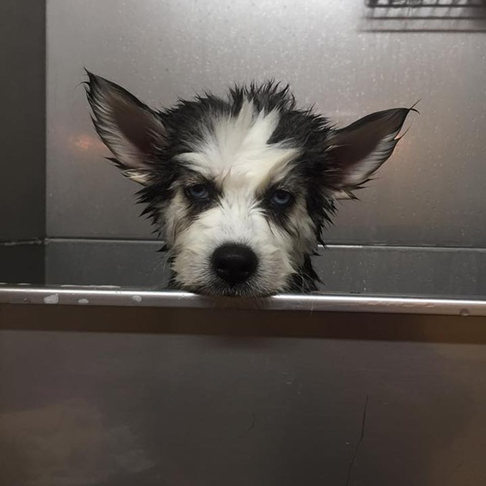 Dog getting bathed   what a face!