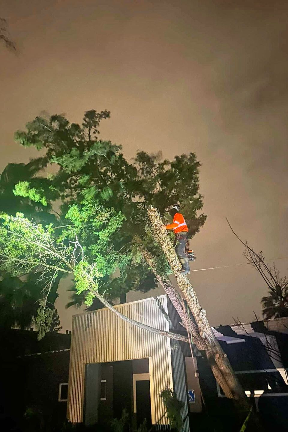 24/7 emergency tree service arborist removing a hazardous leaning pine tree over a commercial building at night to prevent storm damage and structural impact