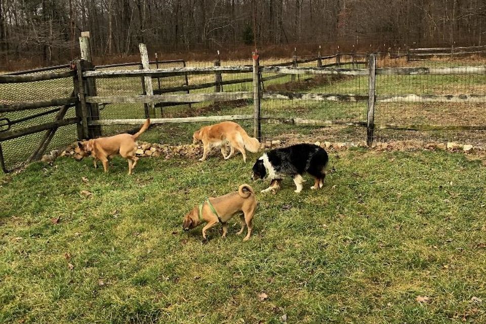 4 dogs