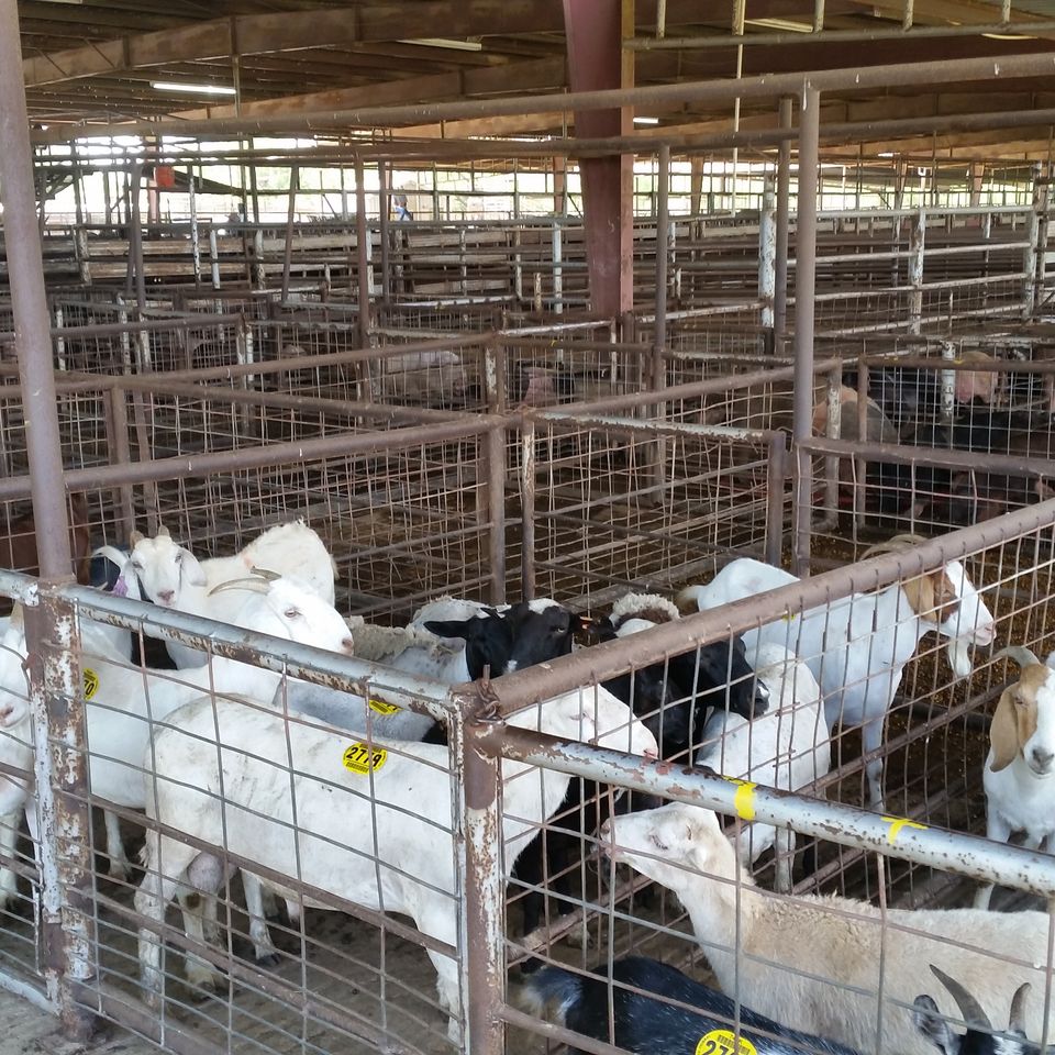 Goats20170628 17732 10qztn8