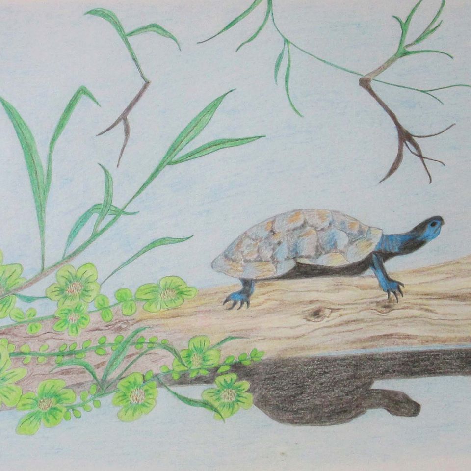 Turtle drawing