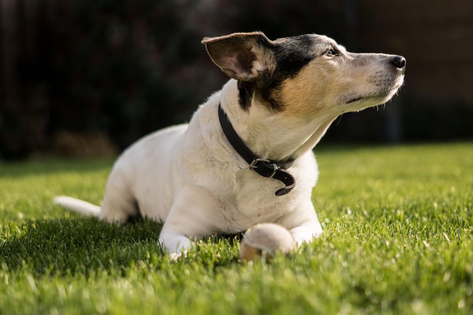 Ylanite animal g552d43d15 1920