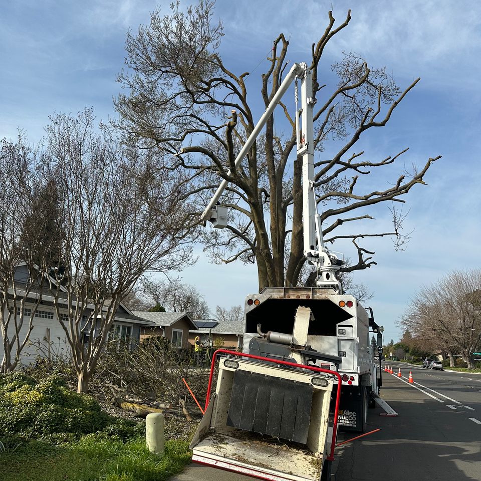 Professional canopy pruning and deadwood removal in Davis CA