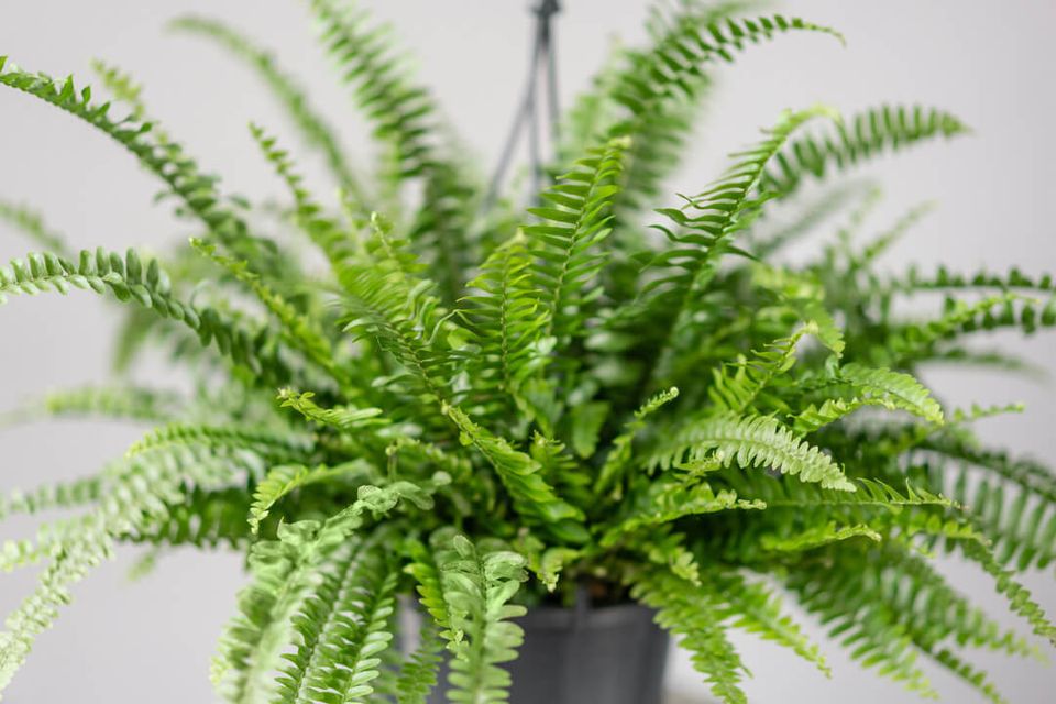 Adobestock 269150244