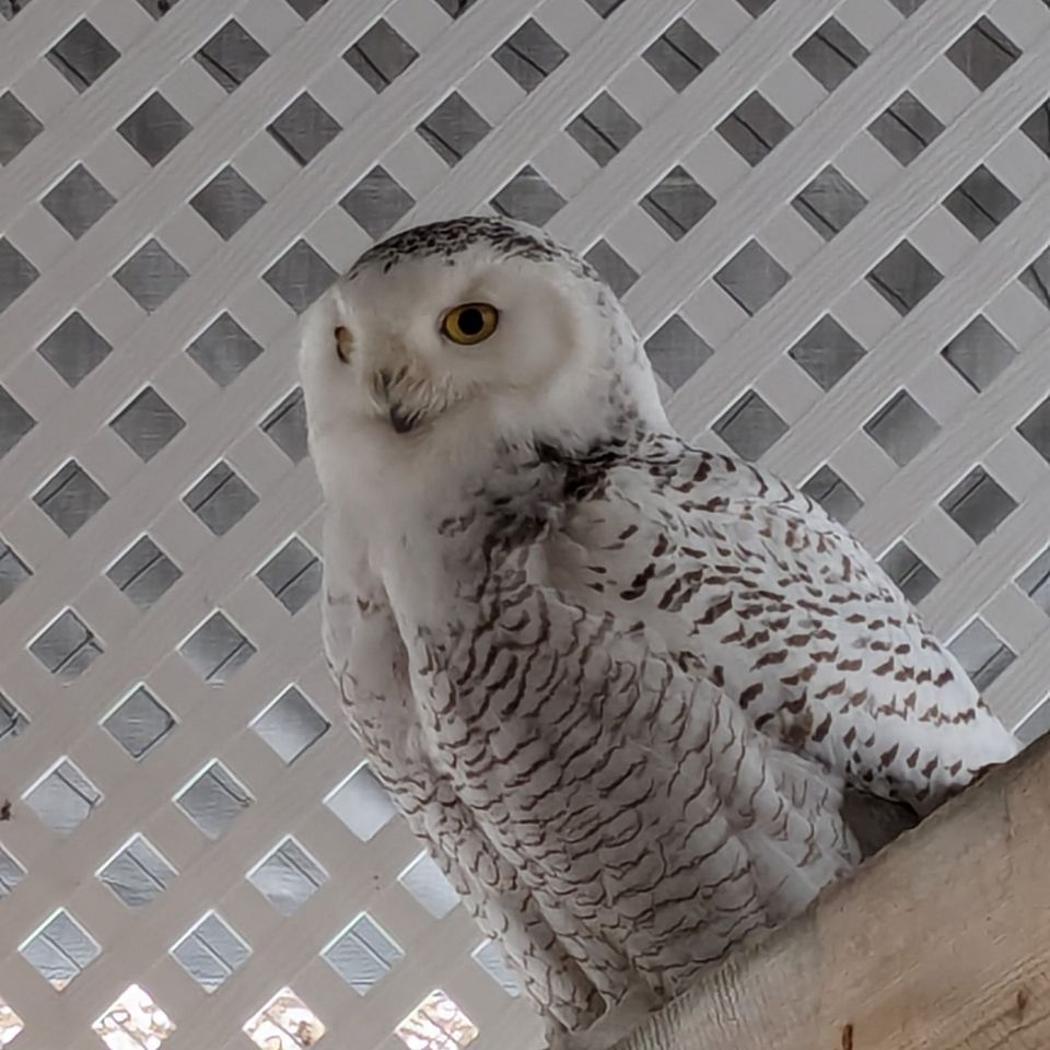 Owl Wild Kritters of Niagara County NY