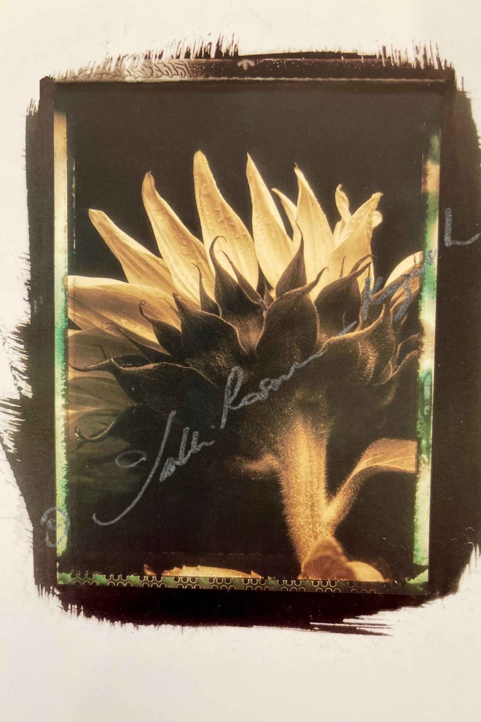 Sunflower platinum hand made print