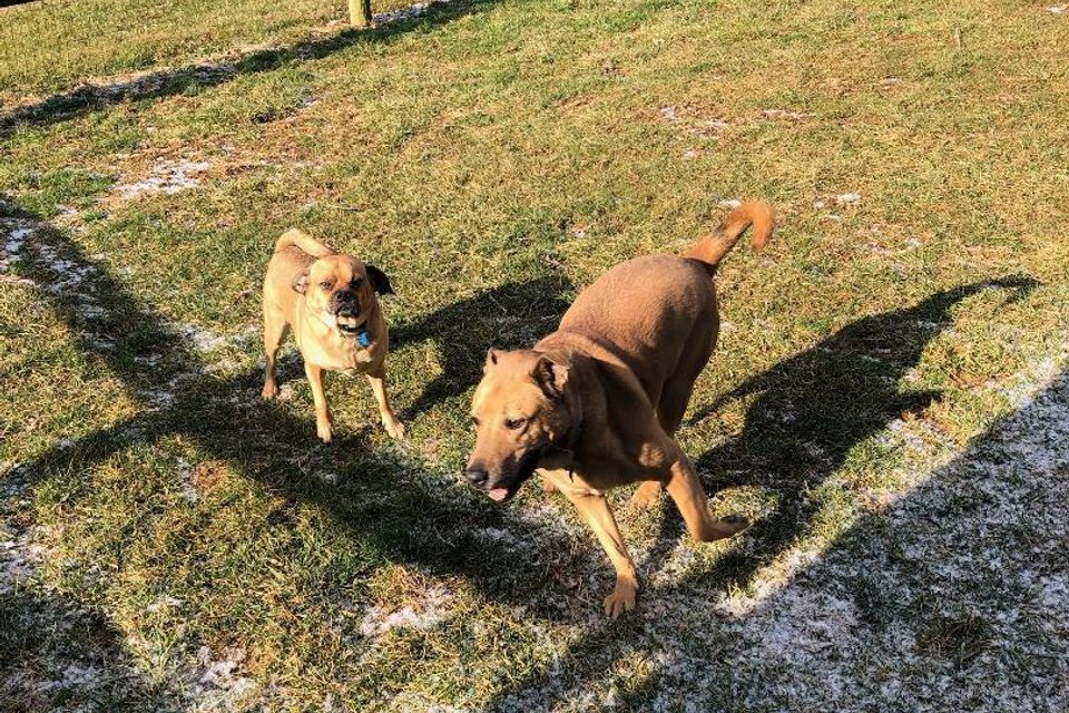 2 dogs playing