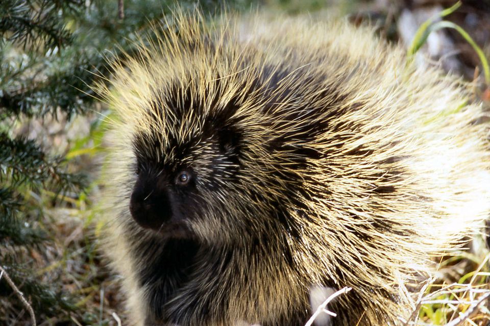 Porcupine