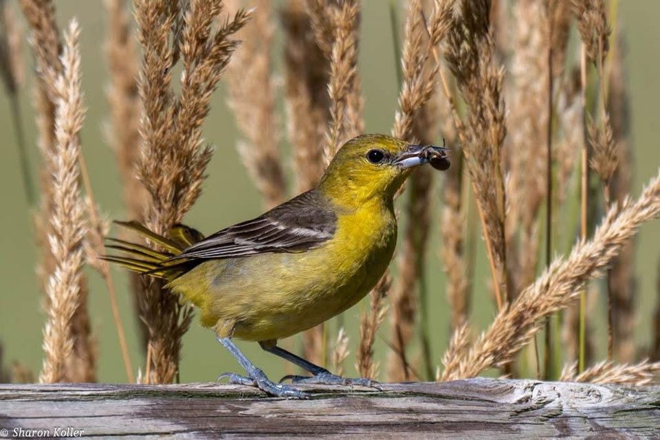 Female orcchard oriole