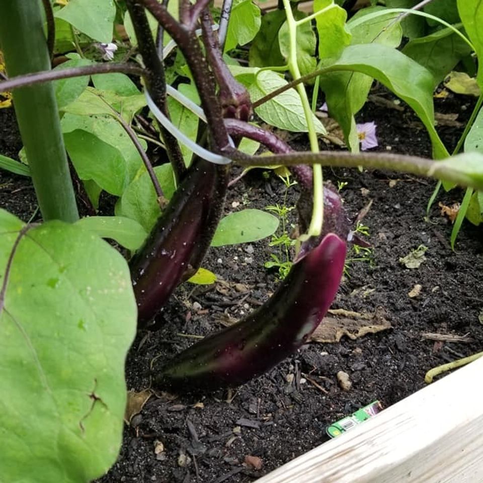 Asian eggplant