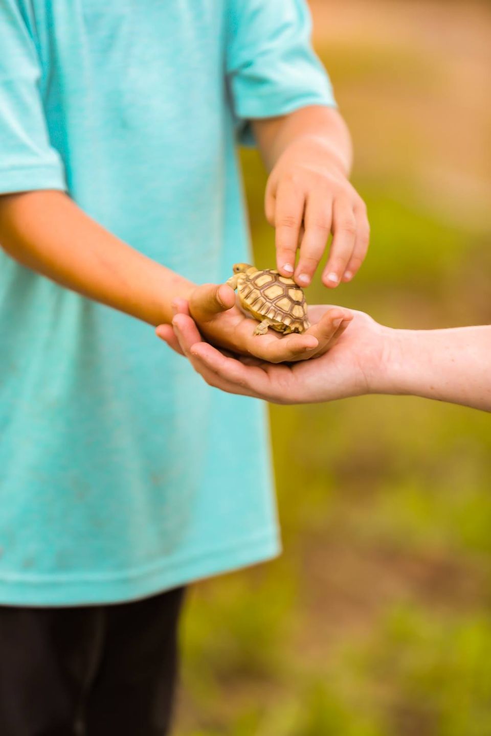 Hold a turtle at orange hill gator farm