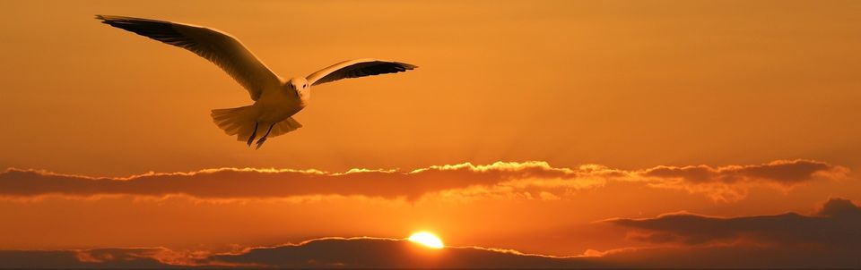 Gull 57e0dc4342 1920