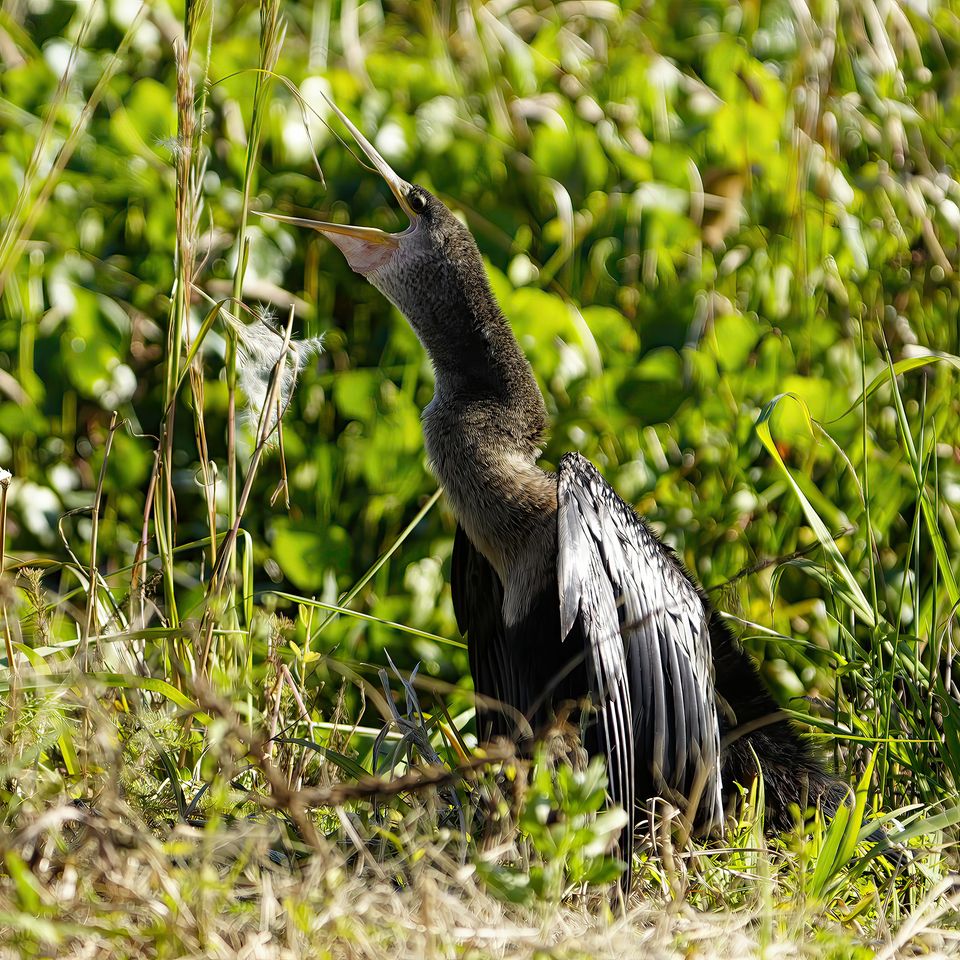 Singing bird   website