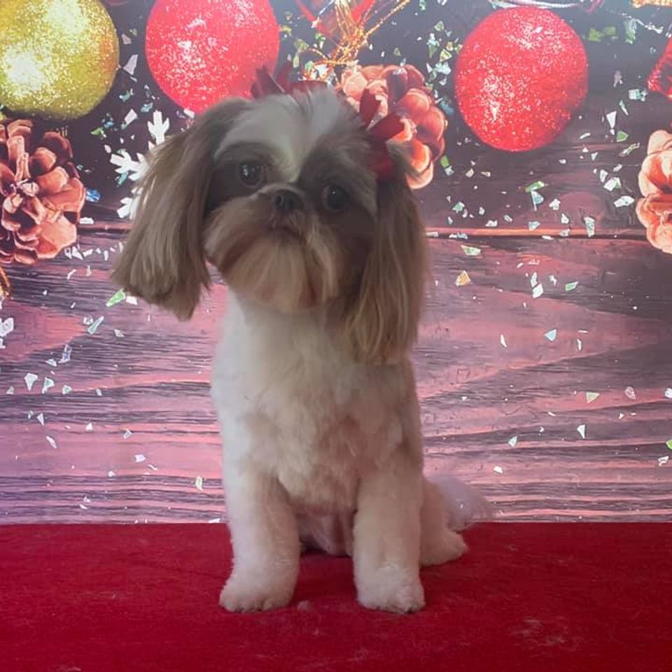Bichon mix gets a holiday photo after grooming