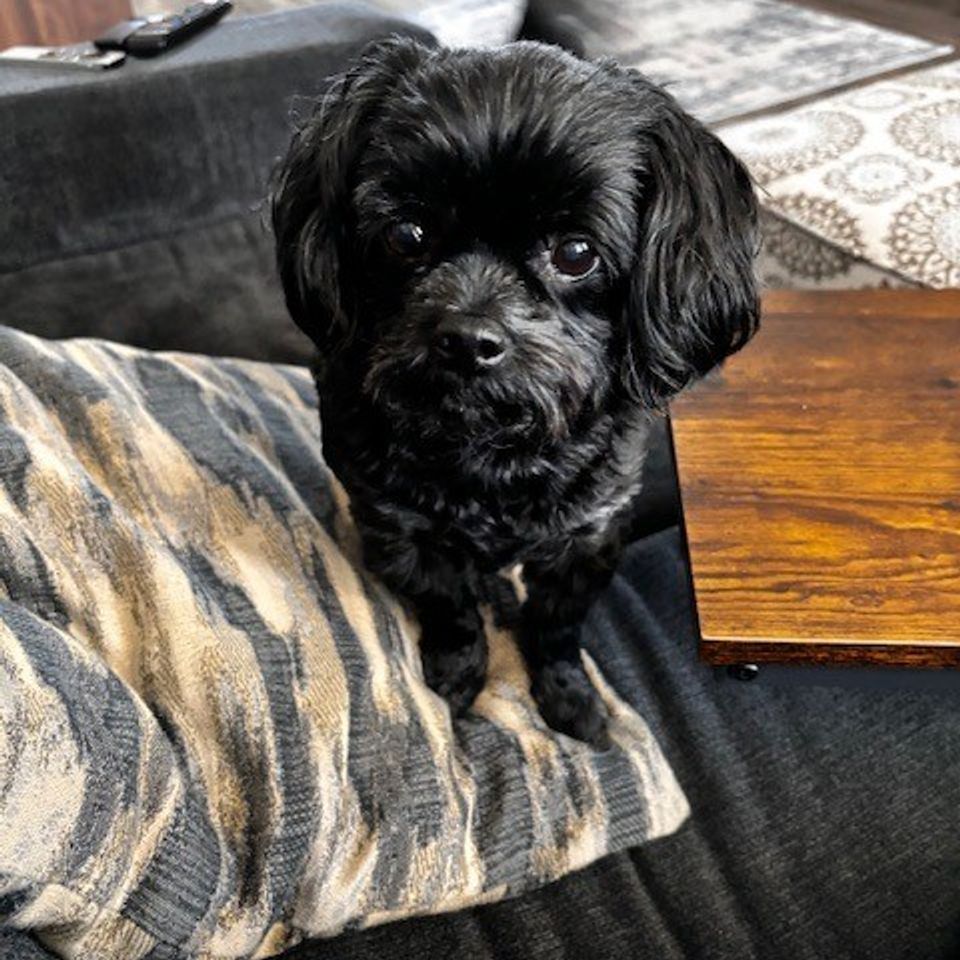 Small black dog on couch