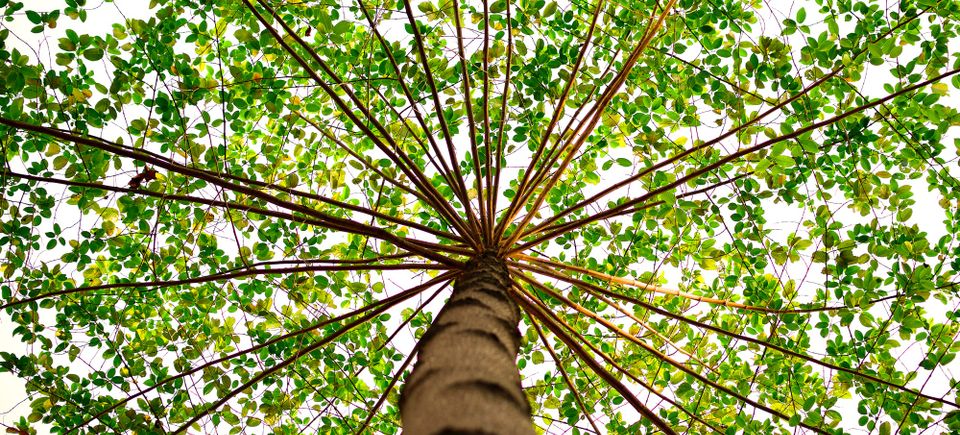 Green nature tree 91153