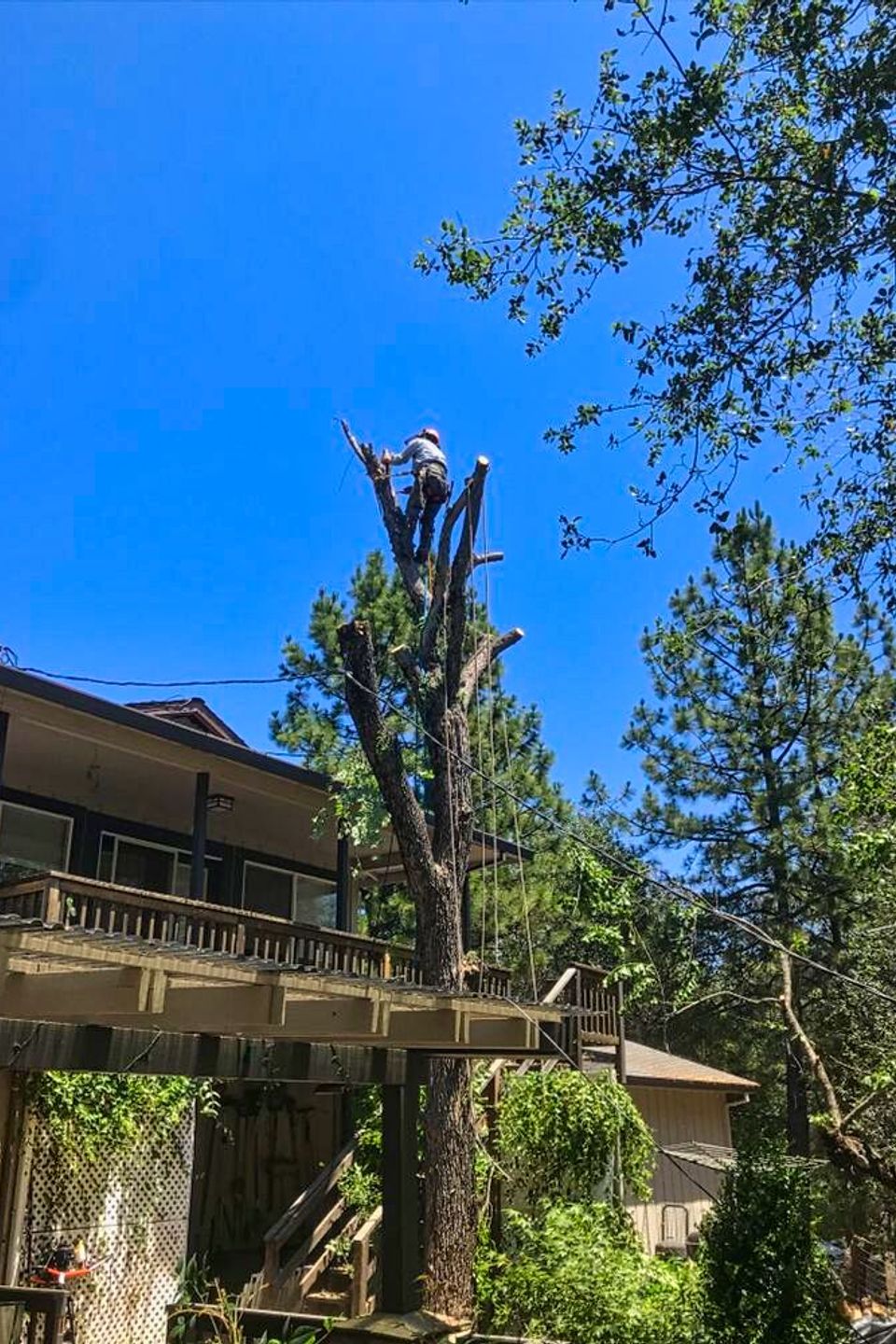cheap tree trimming Folsom