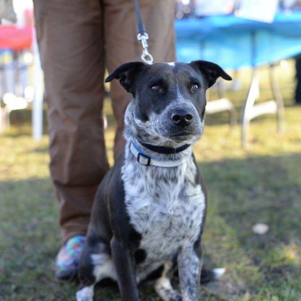 Dog 2