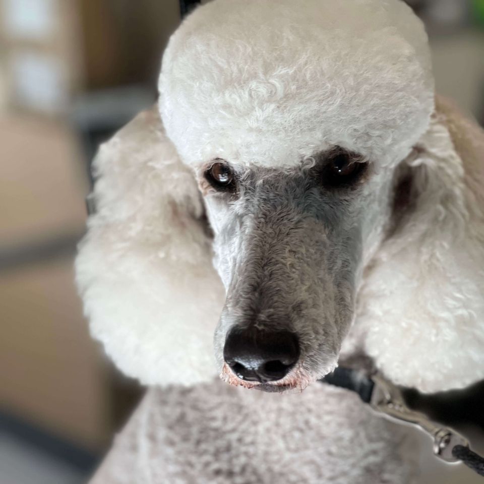 Dog groomer near me