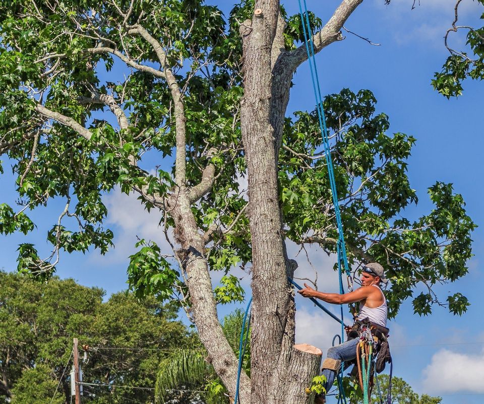tree felling