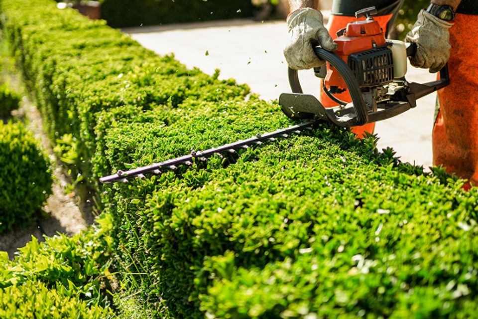 Lawn img