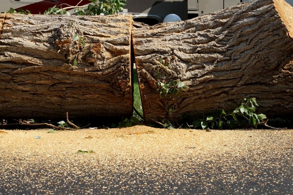 Stump grinding 3