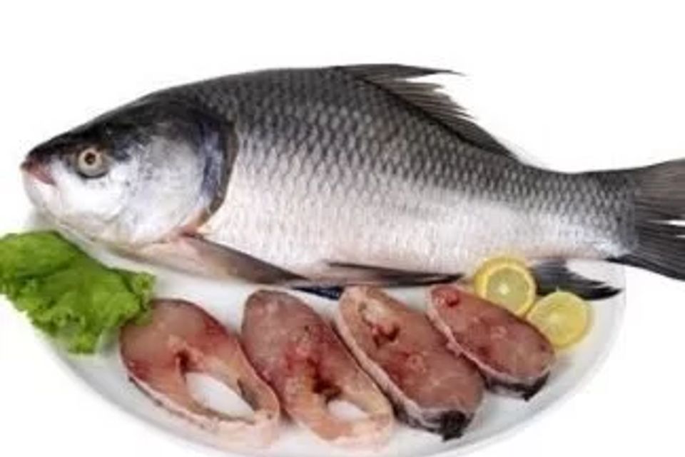 Catla fish