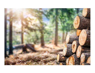 Logging and timber