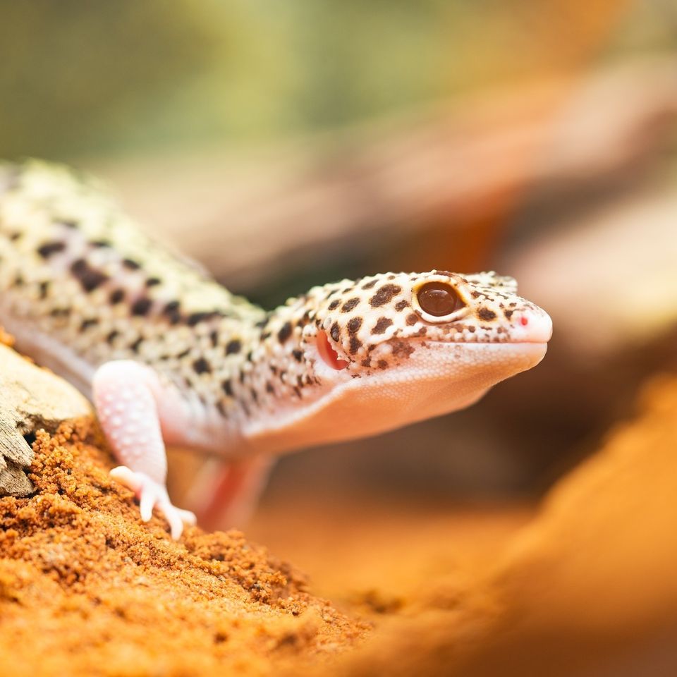 Gecko gb6f33f046 1920