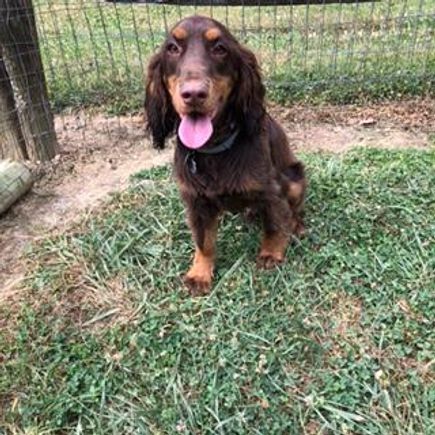 Brown dog