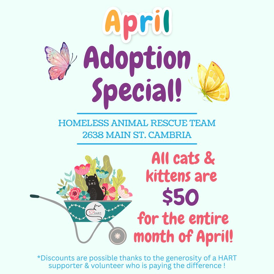 Spring adoption special