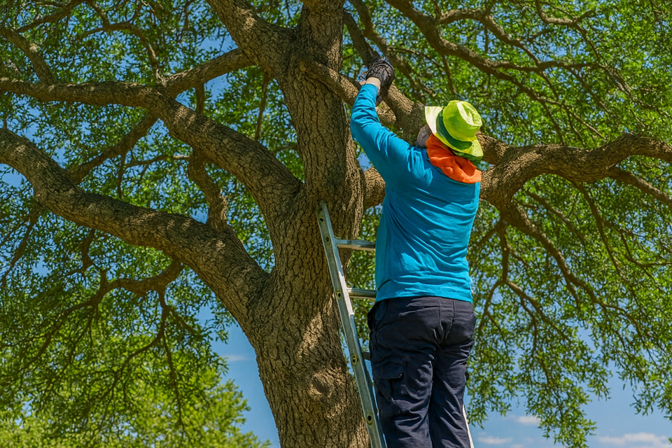 F1194f95 ab63 4b02 89c4 01c9ccf96adf