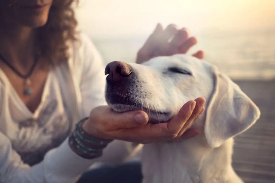 Animal reiki dog