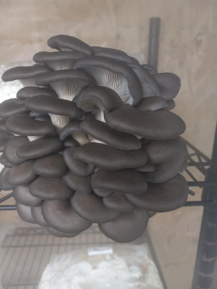 King blue oyster