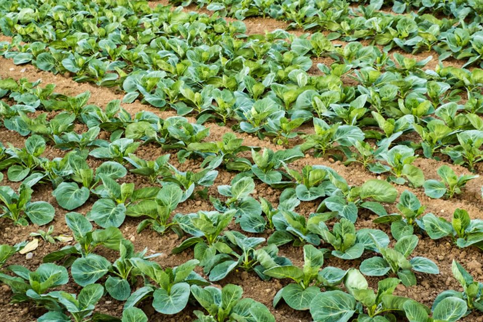 Project full plate collard greens in ground