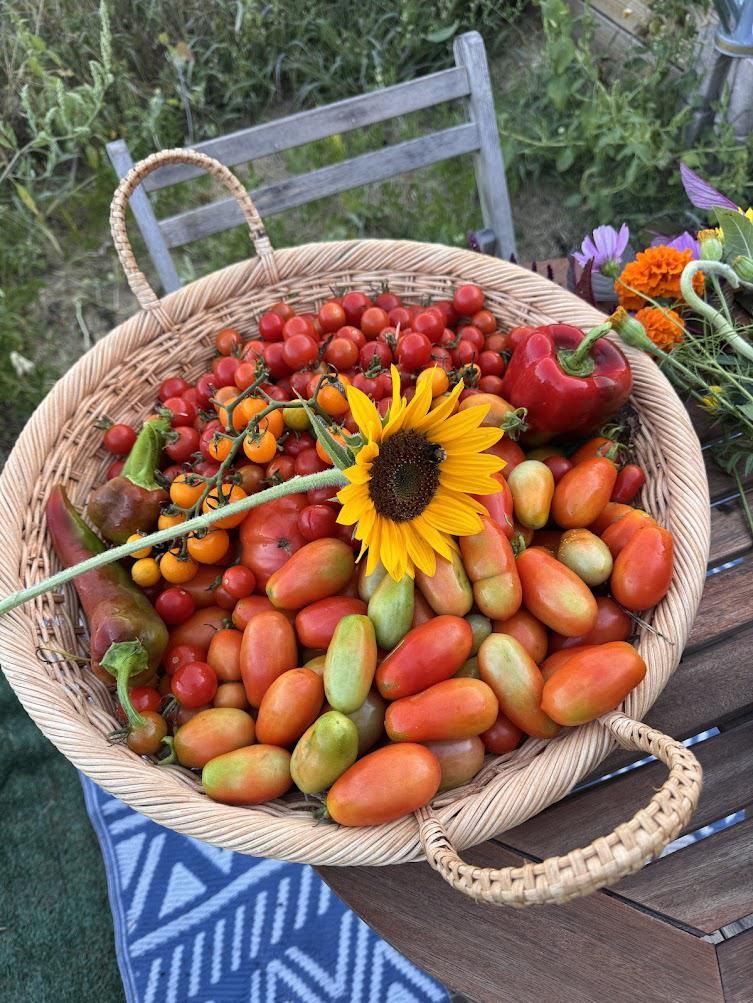 Westford community garden