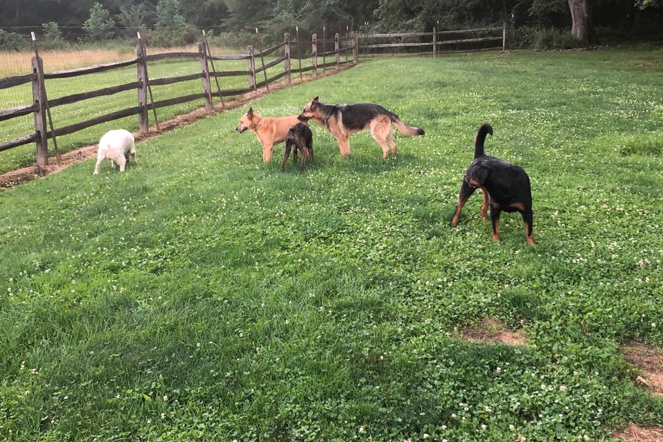 8 4 dogs