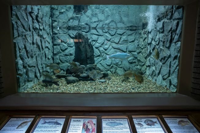 Aquarium tanks  9 april 2020