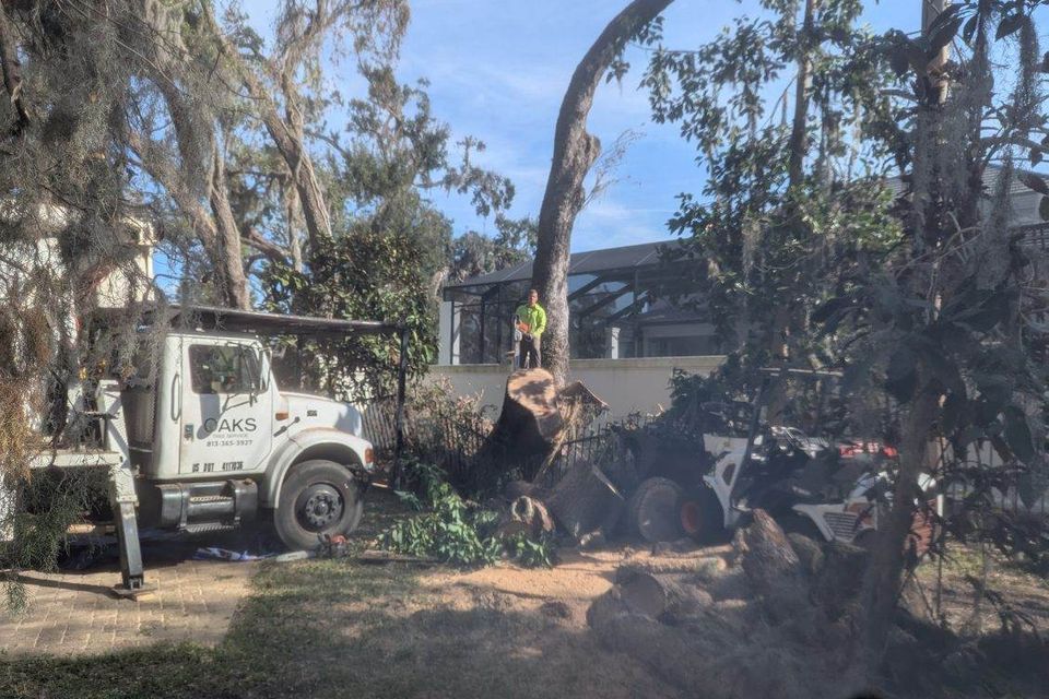 Tree service tampa