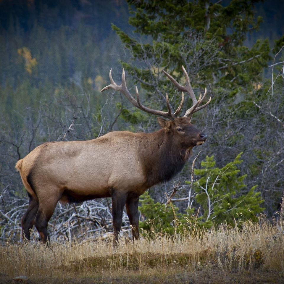 Elk g20c882447 1920